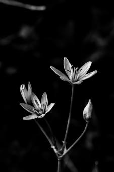 Free Stock Photo of White black white