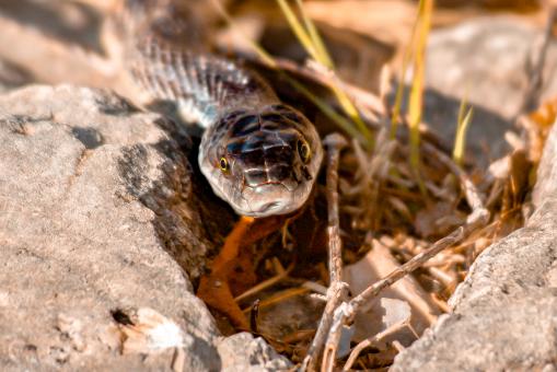 Free Stock Photo of Snake eyes 