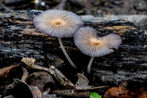 Free Stock Photo of Mushrooms