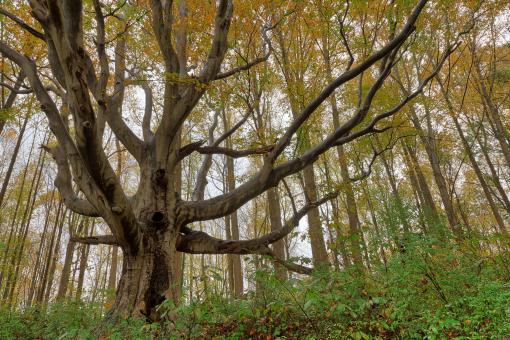 Free Stock Photo of Mighty Susquehanna Beech Tree