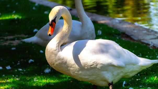 Free Stock Photo of Swan