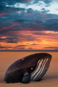 Free Stock Photo of Whale Beach Sunset