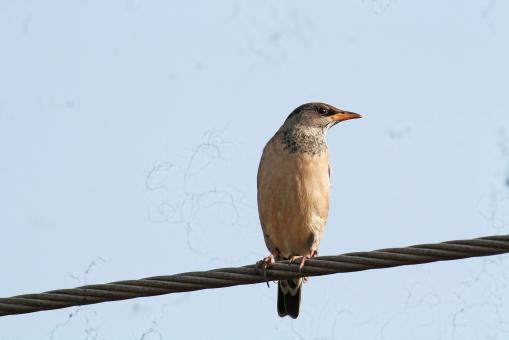 Free Stock Photo of Rosy starling