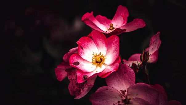 Free Stock Photo of Flowers