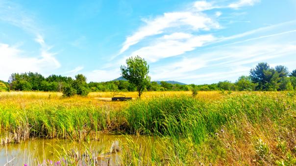 Free Stock Photo of Wheat landscape