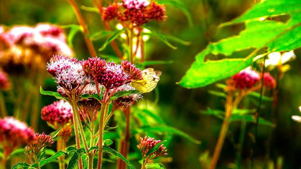 Free Stock Photo of Butterfly