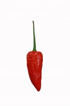Free Stock Photo of red chilli in white background