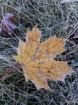 Free Stock Photo of Leaf
