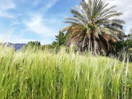 Free Stock Photo of Nature in Algeria
