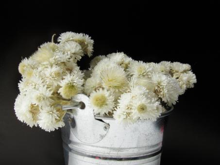 Free Stock Photo of White dried flowers in a bucket on a black background