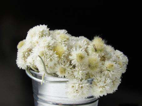 Free Stock Photo of White dried flowers in a bucket on a black background