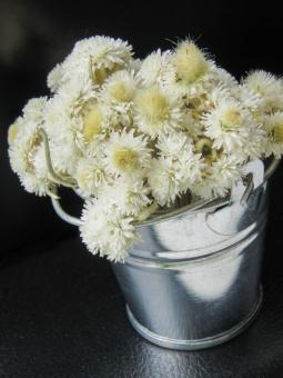 Free Stock Photo of White dried flowers in a bucket on a black background