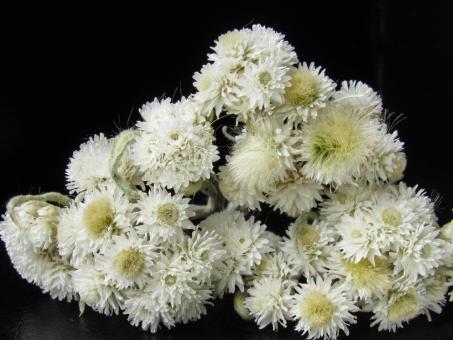 Free Stock Photo of White dried flowers on a black background