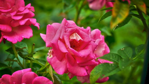 Free Stock Photo of Rose
