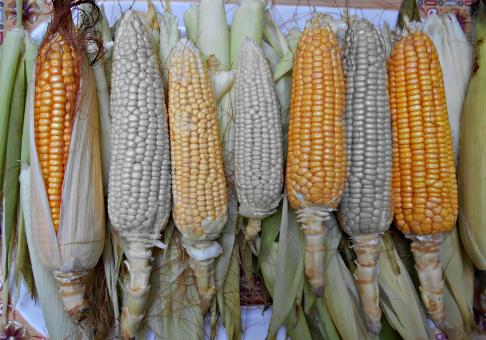 Free Stock Photo of Selective Coloring Of Corn