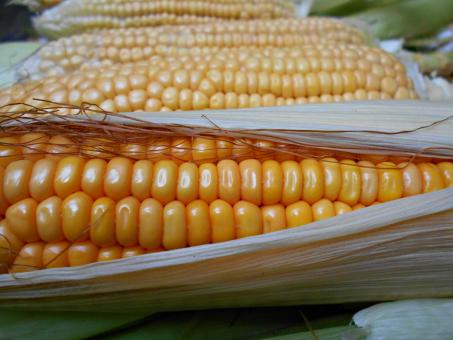Free Stock Photo of Fresh Yellow Cob Of Corn