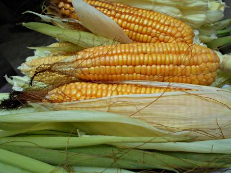 Free Stock Photo of Corn With Green Leaves