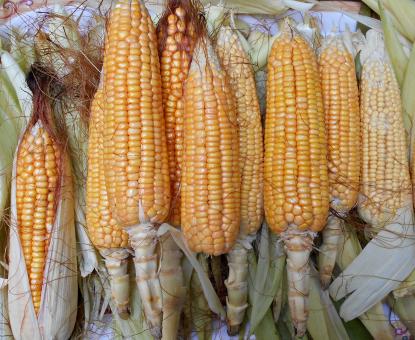 Free Stock Photo of Raw and Sweet Corns Close-Up