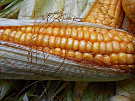 Free Stock Photo of Close-Up Of Cob Of Corn With Leaves