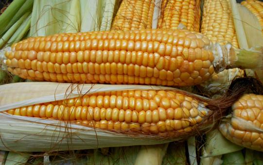 Free Stock Photo of Cob Of Corns With Leaves
