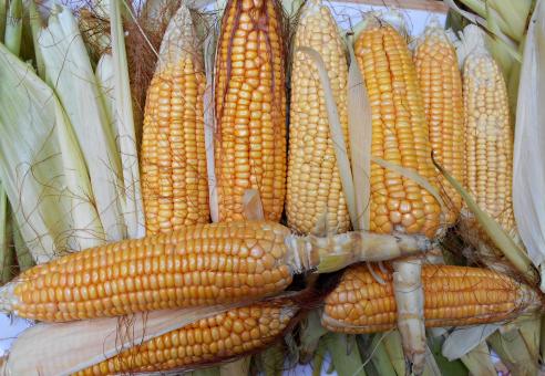 Free Stock Photo of Ripe Corn Close-Up