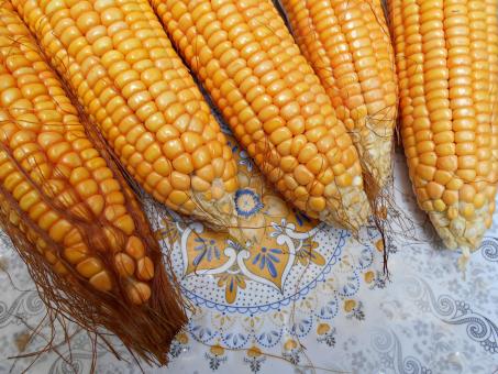 Free Stock Photo of Golden Color  Corn Close-Up