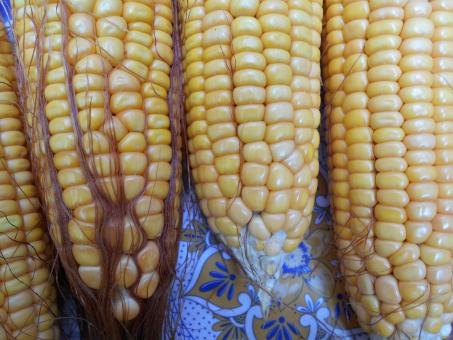 Free Stock Photo of Fresh and Sweet Corn Close Up