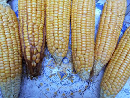 Free Stock Photo of Fresh and Sweet Corn