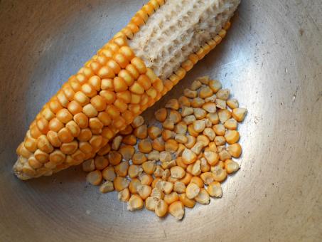 Free Stock Photo of Dry Corn 