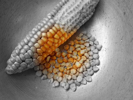 Free Stock Photo of Selective Coloring Of Corn 