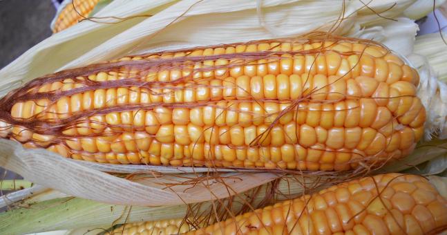 Free Stock Photo of Corn 