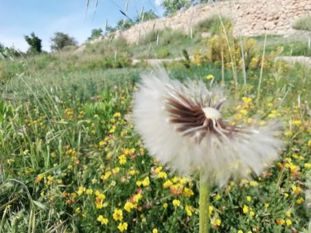 Free Stock Photo of Algeria Nature