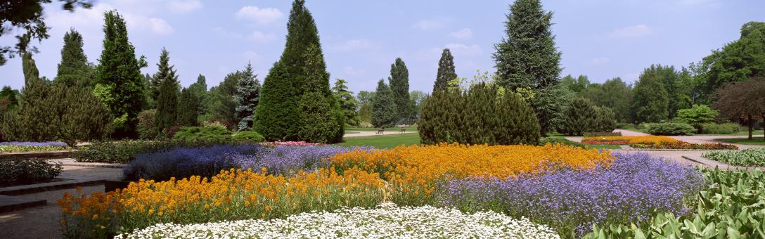 Free Stock Photo of flowers and trees