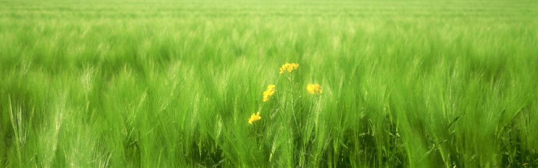 Free Stock Photo of summer grass