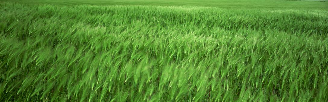 Free Stock Photo of summer grass