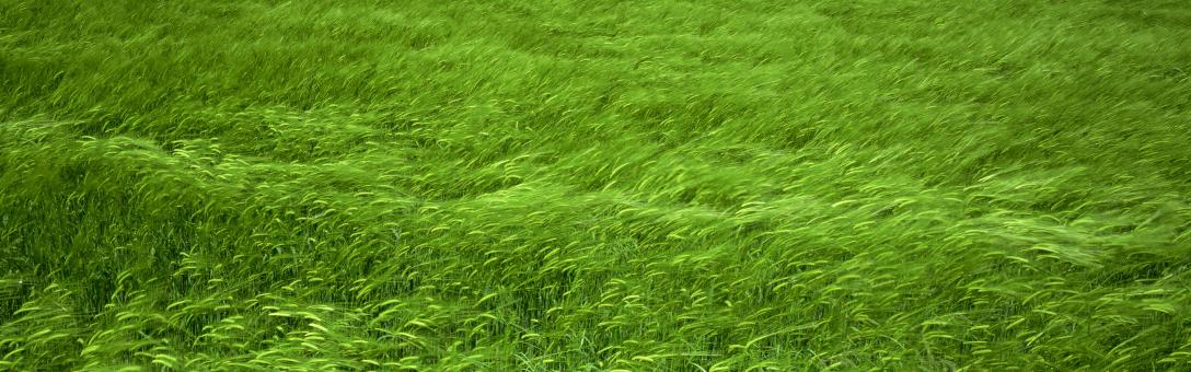 Free Stock Photo of summer grass