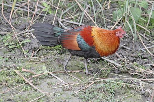 Free Stock Photo of Red jungle fowl
