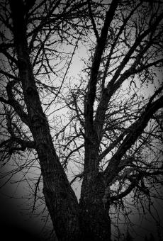 Free Stock Photo of Winter Tree