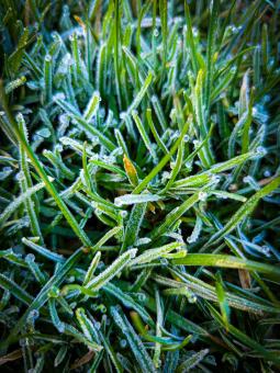 Free Stock Photo of Frosty Morning