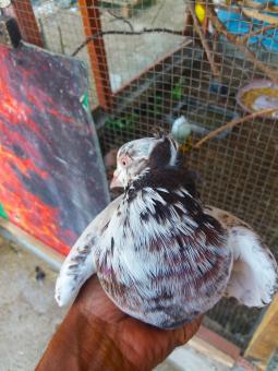 Free Stock Photo of Holding a Pigeon
