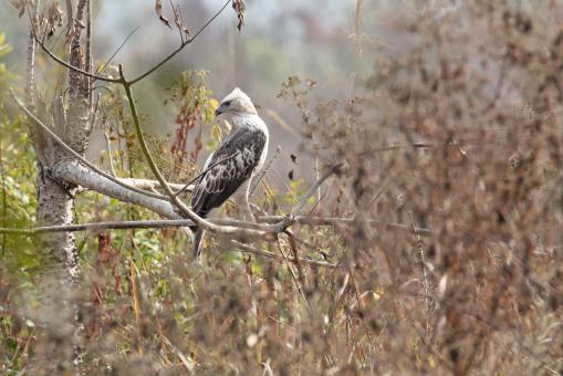Free Stock Photo of Changeable hawk eagle