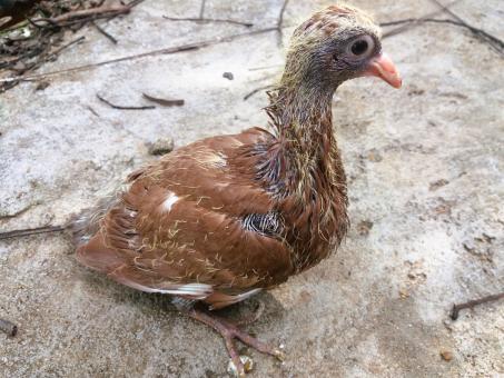 Free Stock Photo of Gold and Brown Pigeon Chick, Pure Brown (Dark Red) Line