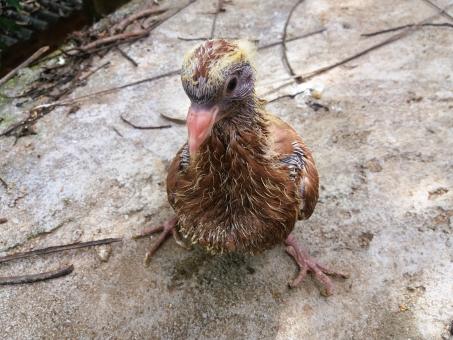 Free Stock Photo of Gold and Brown Pigeon Chick, Pure Brown (Dark Red) Line