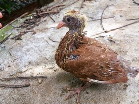 Free Stock Photo of Gold and Brown Pigeon Chick