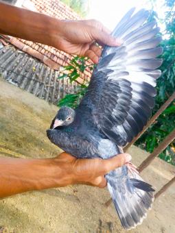 Free Stock Photo of High Fly Indian Pigeon Breed