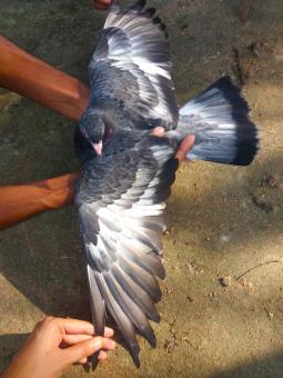 Free Stock Photo of High Fly Indian Pigeon Breed