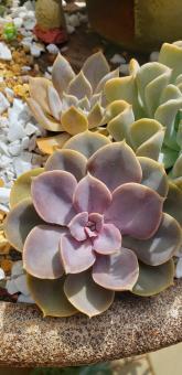 Free Stock Photo of Suculenta lilás