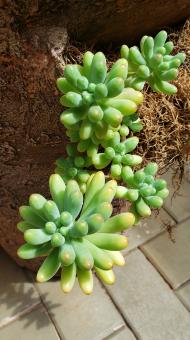 Free Stock Photo of Cacho de suculenta