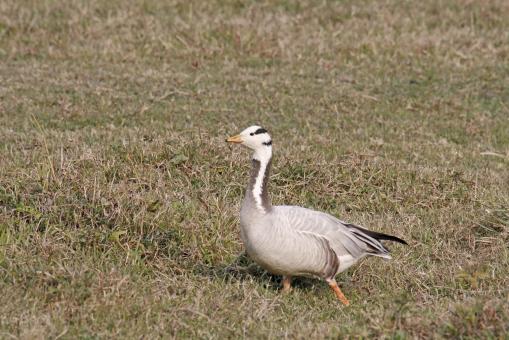 Free Stock Photo of Bar headed goose