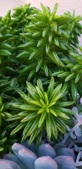 Free Stock Photo of Succulent plant
